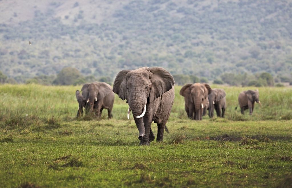 A herd of elephant on Kilala Plain