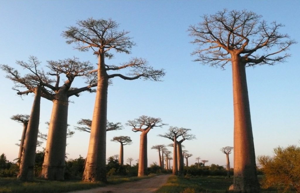 Madagaskar_
